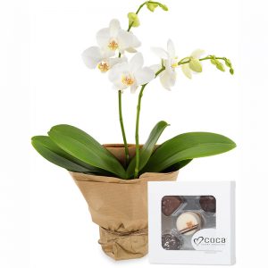 Orkidé og sjokolade gavesett fra nettblomst.no