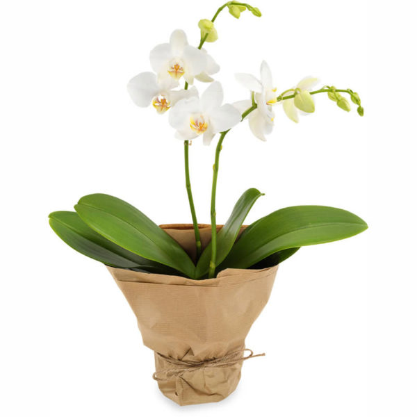 Hvit orkidÃ© fra nettblomst.no