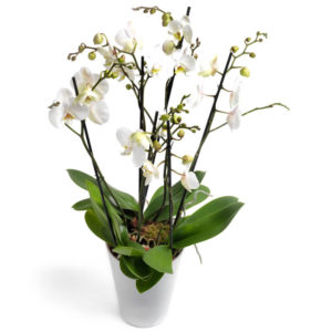 Hvit Phalaenopsis OrkidÃ© fra nettblomst.no